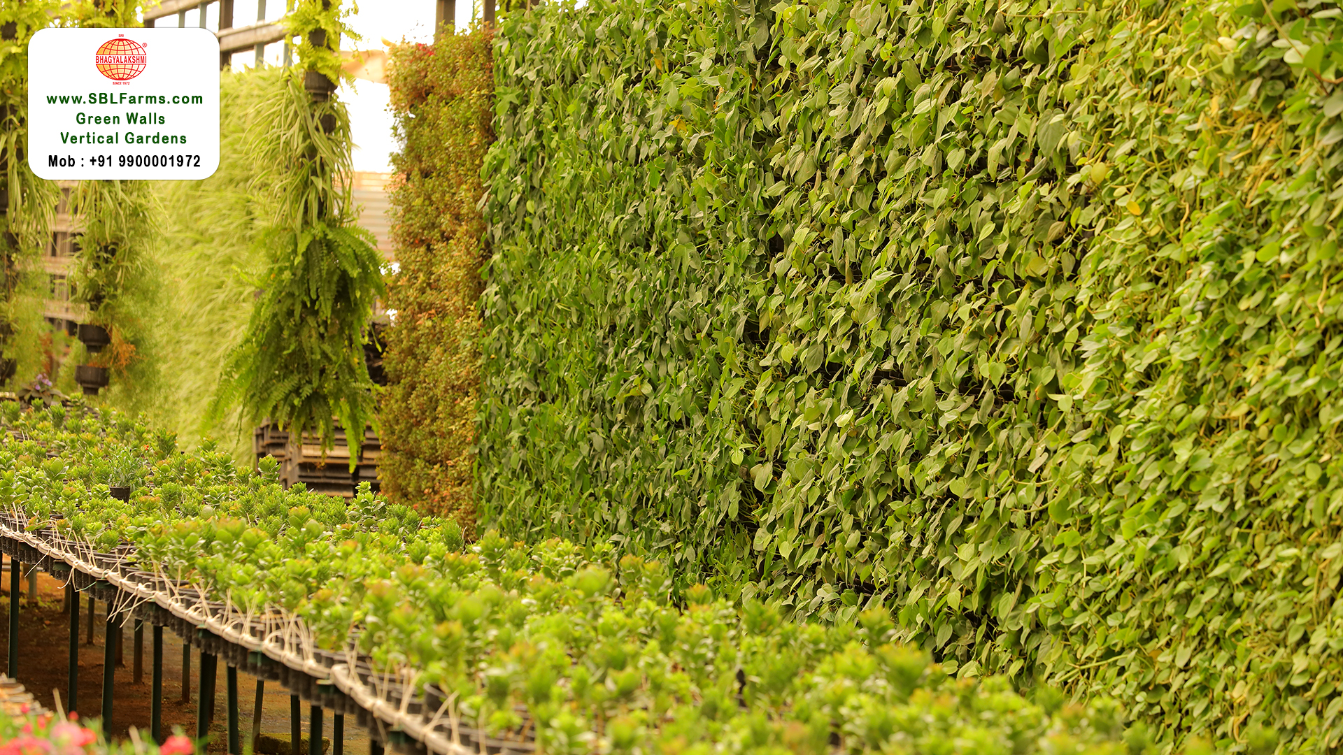 Sbl Farms Green walls and Living walls, Vertical Garden, Bio Curtains,Green wall or vertical garden design for home in bangalore
